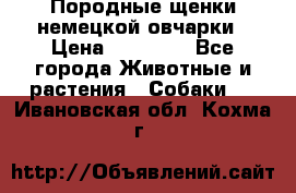 Породные щенки немецкой овчарки › Цена ­ 24 000 - Все города Животные и растения » Собаки   . Ивановская обл.,Кохма г.